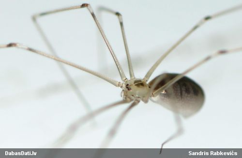 Garkājzirneklis Pholcus phalangioides