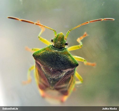 Slaidvairogblakts Elasmostethus interstinctus