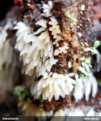 Sēne Mucronella calva