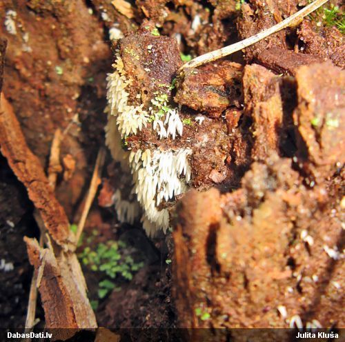 Sēne Mucronella calva