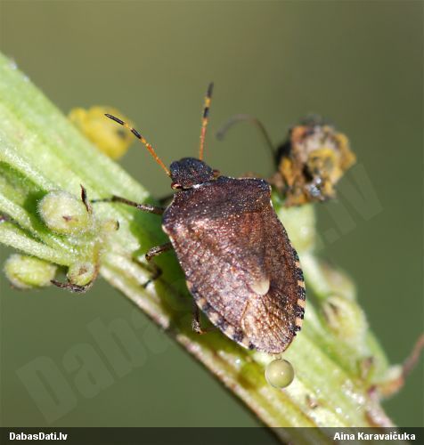 Vairogblakts Peribalus strictus