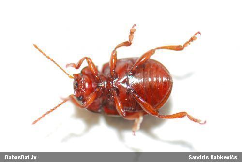 Lapgrauzis Chrysolina staphylaea