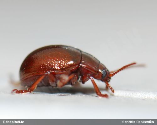 Lapgrauzis Chrysolina staphylaea