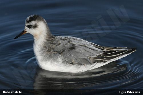 Platknābja pūslītis