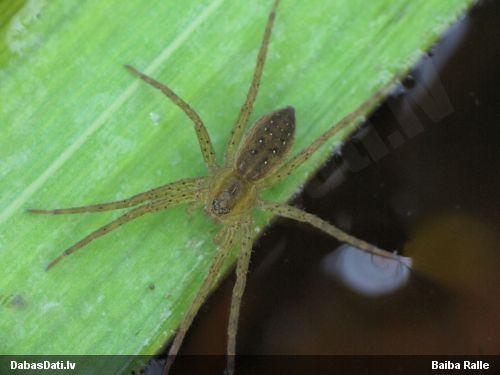 Medniekzirneklis Dolomedes sp.