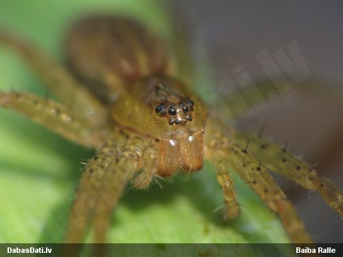 Medniekzirneklis Dolomedes sp.