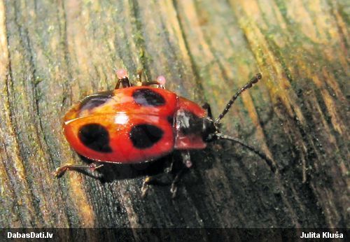 Piepjmīlis Endomychus coccineus