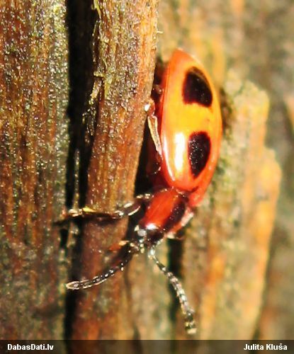 Piepjmīlis Endomychus coccineus