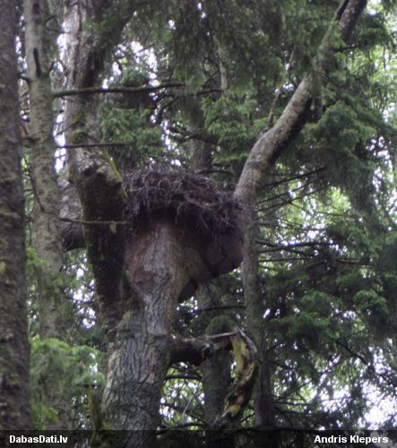 Melnais stārķis