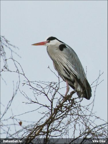 Zivju gārnis