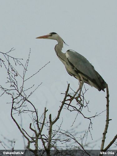 Zivju gārnis