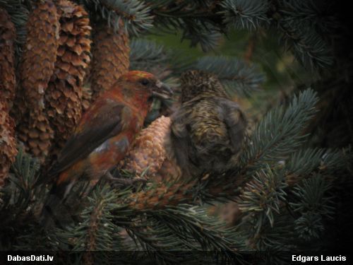 Egļu krustknābis