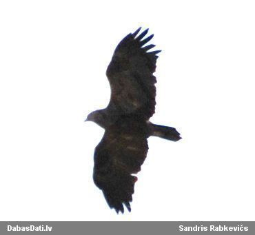 Mazais ērglis