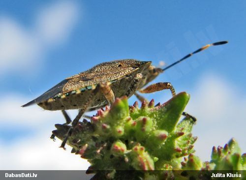 Vairogblakts Troilus luridus