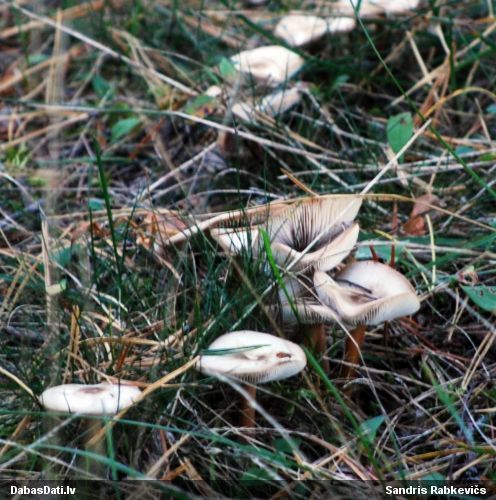 Vērdiņsēne (nenoteikta)