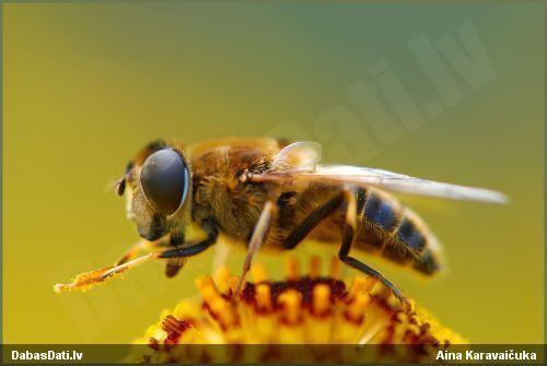 Ziedmuša Eristalis pertinax
