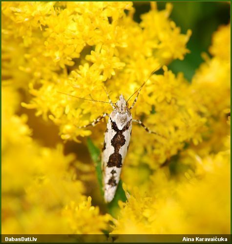 Jumstiņkode Ypsolopha sequella