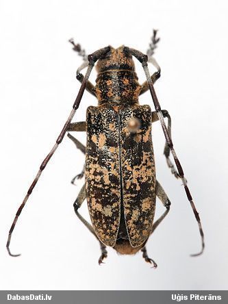 Koksngrauzis Monochamus saltuarius