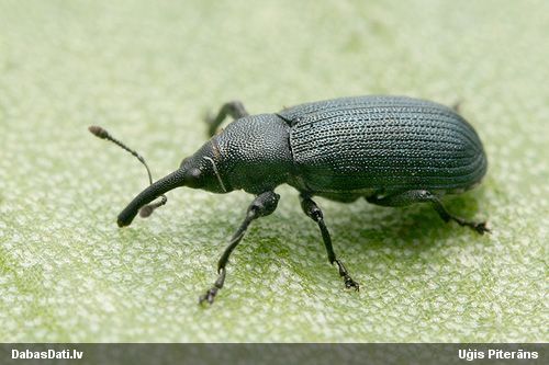 Smecernieks Magdalis phlegmatica