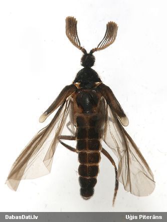 Prusaku parazītvabole