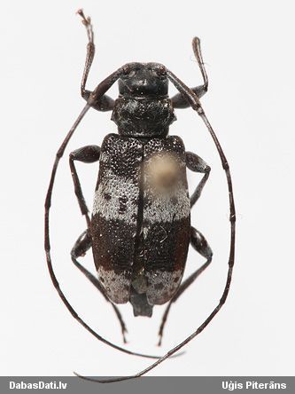 Koksngrauzis Leiopus punctulatus