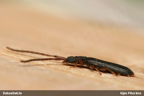 Plakanis Uleiota planata