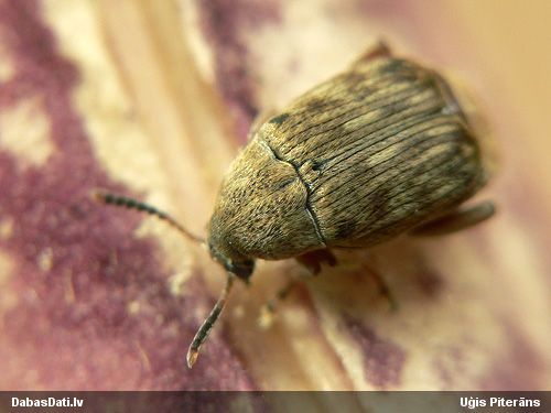 Sēklgrauzis Acanthoscelides obtectus