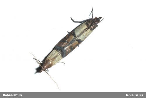 Pārtikas svilnis