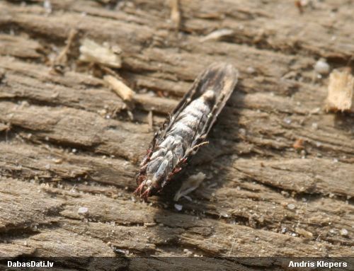 Gartaustkode Caryocolum junctella