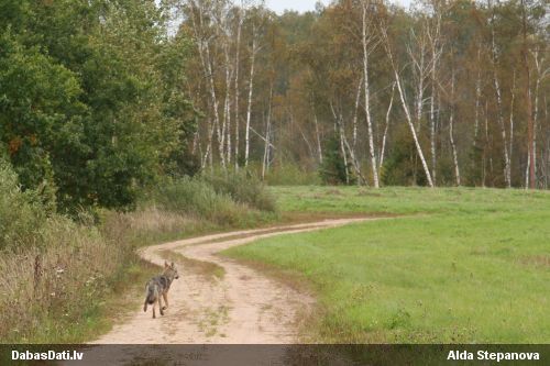 Vilks