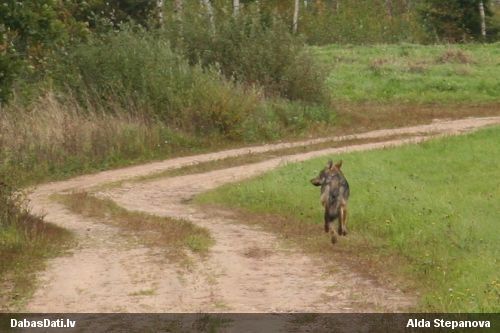 Vilks