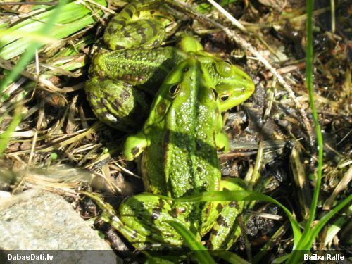 Zaļā/dīķa varde Pelophylax sp.