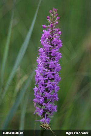 fragrant Orchid