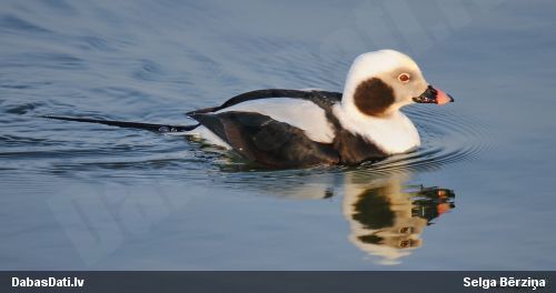 Kākaulis