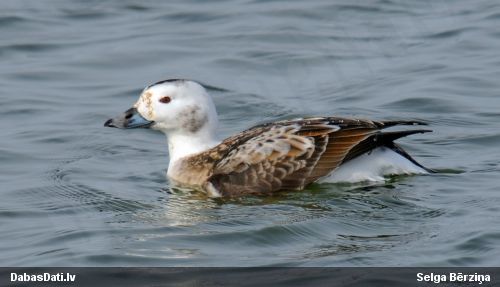 Kākaulis
