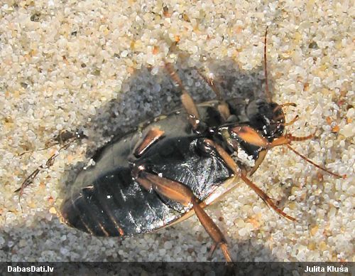 Airvabole Colymbetes striatus