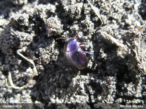 Lapgrauzis Chrysolina sturmi