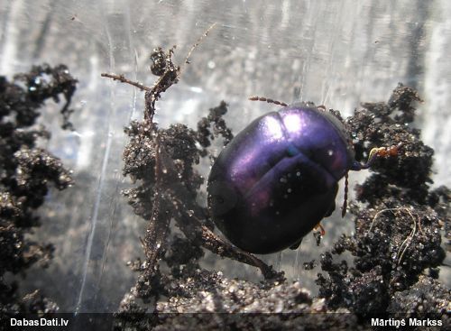 Lapgrauzis Chrysolina sturmi