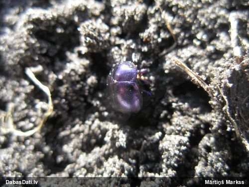 Lapgrauzis Chrysolina sturmi