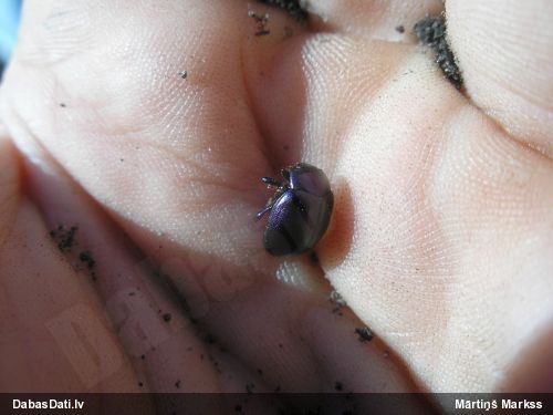 Lapgrauzis Chrysolina sturmi