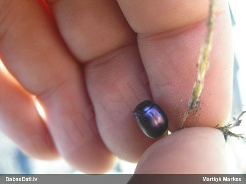 Lapgrauzis Chrysolina sturmi