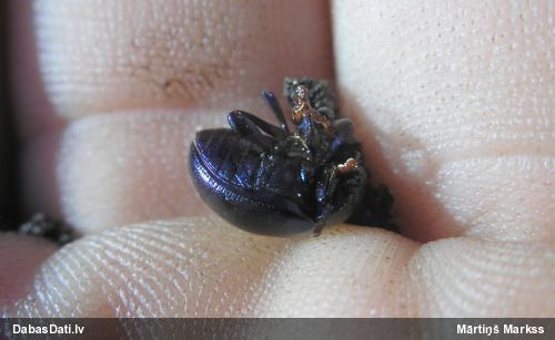 Lapgrauzis Chrysolina sturmi