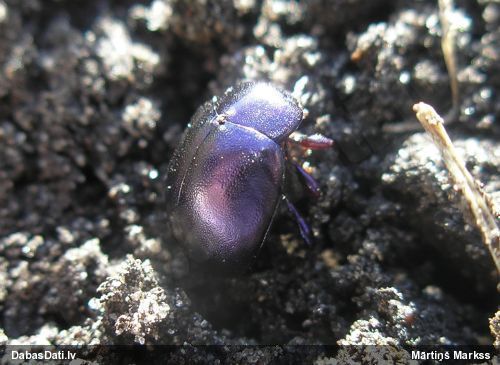 Lapgrauzis Chrysolina sturmi