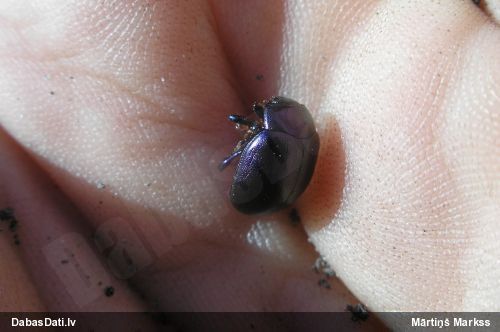 Lapgrauzis Chrysolina sturmi