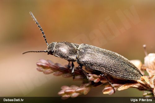 Sprakšķis Cidnopus aeruginosus