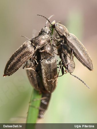 Sprakšķis Cidnopus aeruginosus