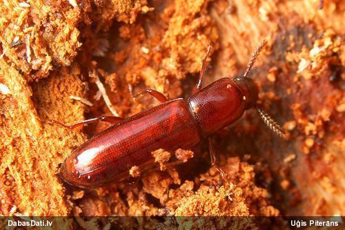 Mizas melnulis