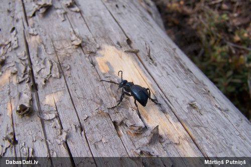 Eļļasvabole Meloe sp.