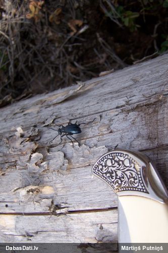 Eļļasvabole Meloe sp.