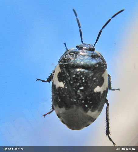 Racējblakts Tritomegas bicolor
